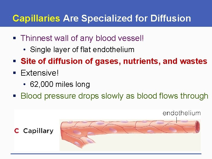 Capillaries Are Specialized for Diffusion § Thinnest wall of any blood vessel! • Single