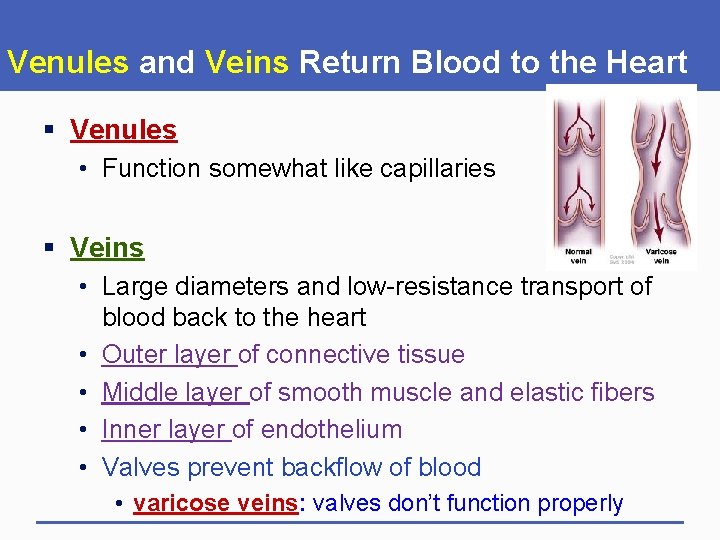 Venules and Veins Return Blood to the Heart § Venules • Function somewhat like