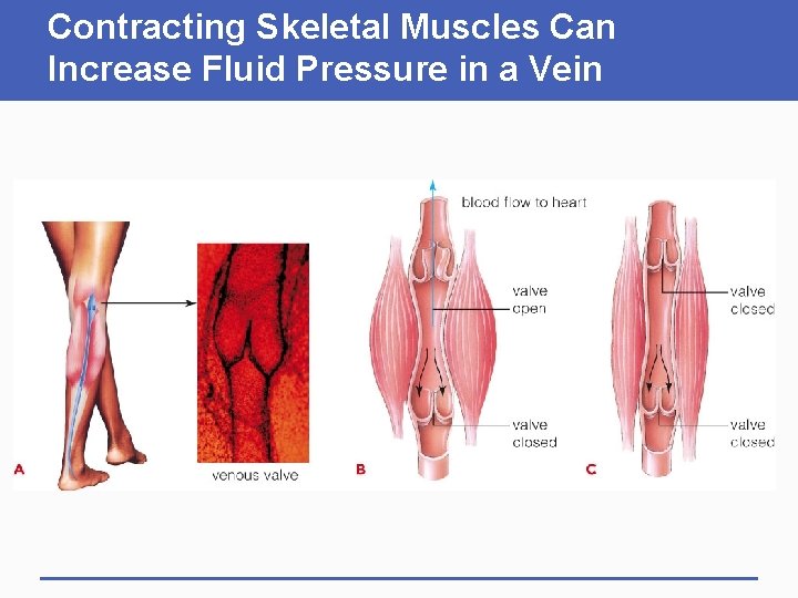 Contracting Skeletal Muscles Can Increase Fluid Pressure in a Vein 