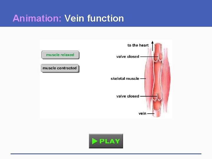 Animation: Vein function 