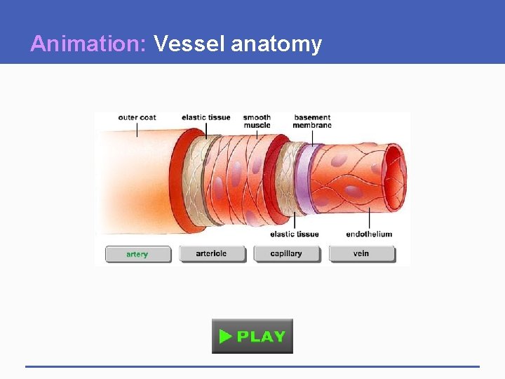 Animation: Vessel anatomy 