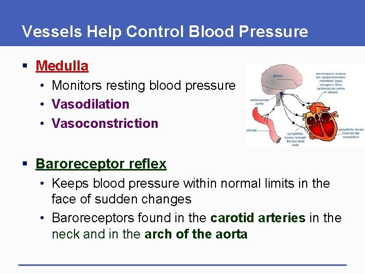 Vessels Help Control Blood Pressure § Medulla • Monitors resting blood pressure • Vasodilation