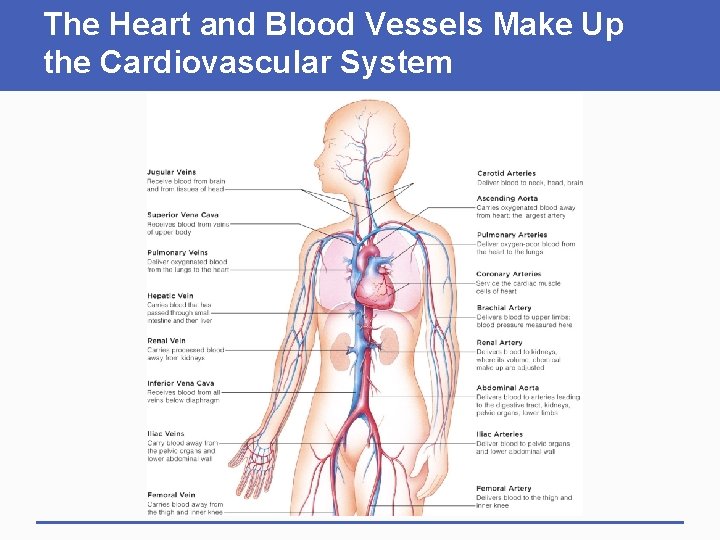 The Heart and Blood Vessels Make Up the Cardiovascular System 