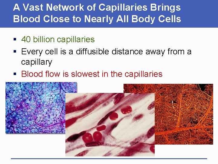 A Vast Network of Capillaries Brings Blood Close to Nearly All Body Cells §
