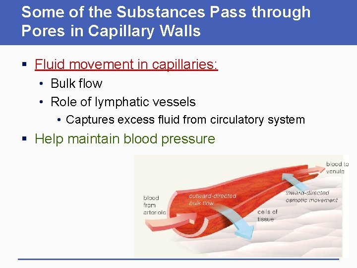 Some of the Substances Pass through Pores in Capillary Walls § Fluid movement in
