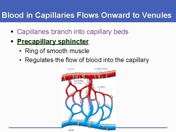 Blood in Capillaries Flows Onward to Venules § Capillaries branch into capillary beds §