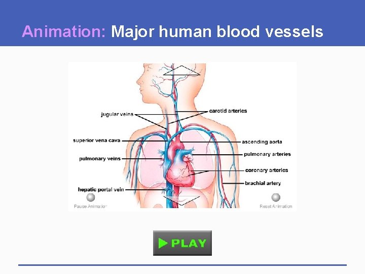 Animation: Major human blood vessels 