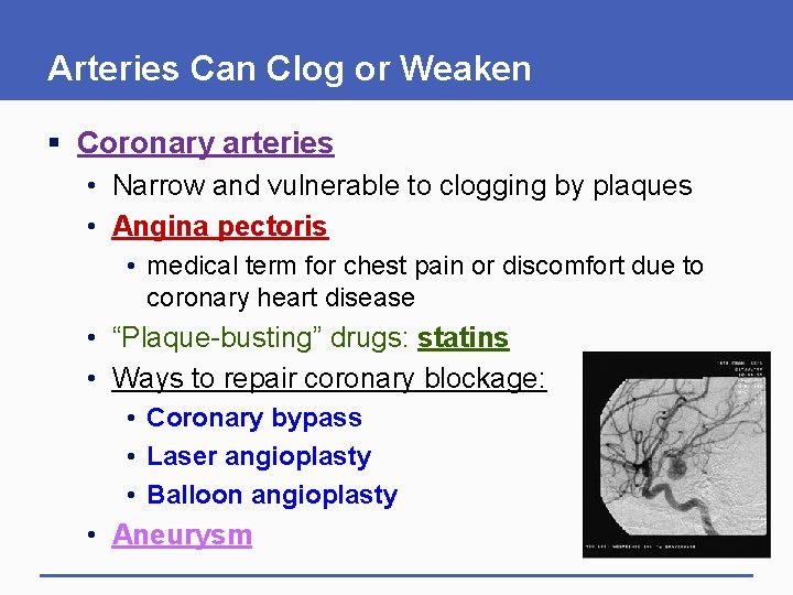 Arteries Can Clog or Weaken § Coronary arteries • Narrow and vulnerable to clogging