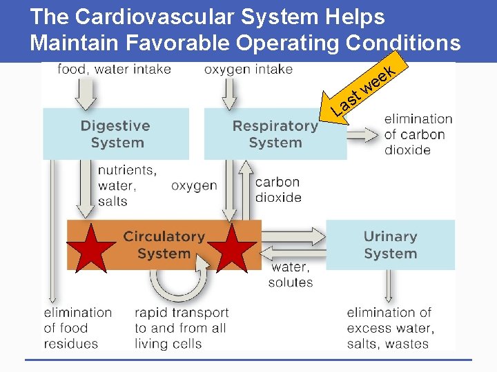 The Cardiovascular System Helps Maintain Favorable Operating Conditions L t s a k e