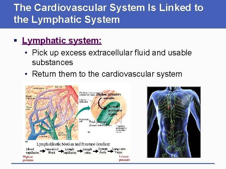 The Cardiovascular System Is Linked to the Lymphatic System § Lymphatic system: • Pick