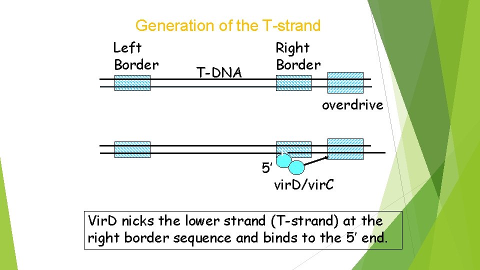 Generation of the T-strand Left Border Right Border T-DNA overdrive 5’ vir. D/vir. C