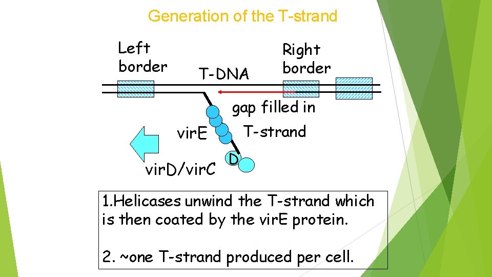 Generation of the T-strand Left border T-DNA Right border gap filled in T-strand vir.