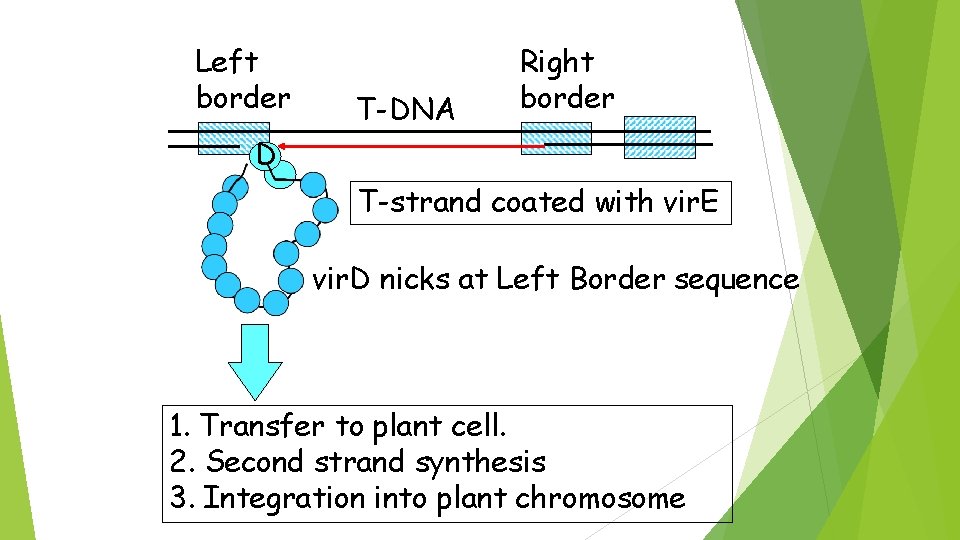 Left border T-DNA Right border D T-strand coated with vir. E vir. D nicks