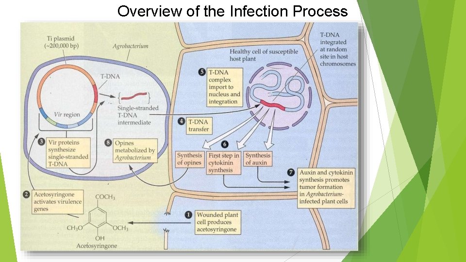 Overview of the Infection Process 