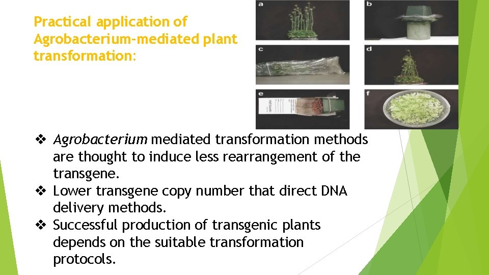 Practical application of Agrobacterium-mediated plant transformation: Agrobacterium mediated transformation methods are thought to induce