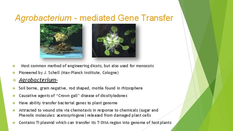 Agrobacterium - mediated Gene Transfer Most common method of engineering dicots, but also used