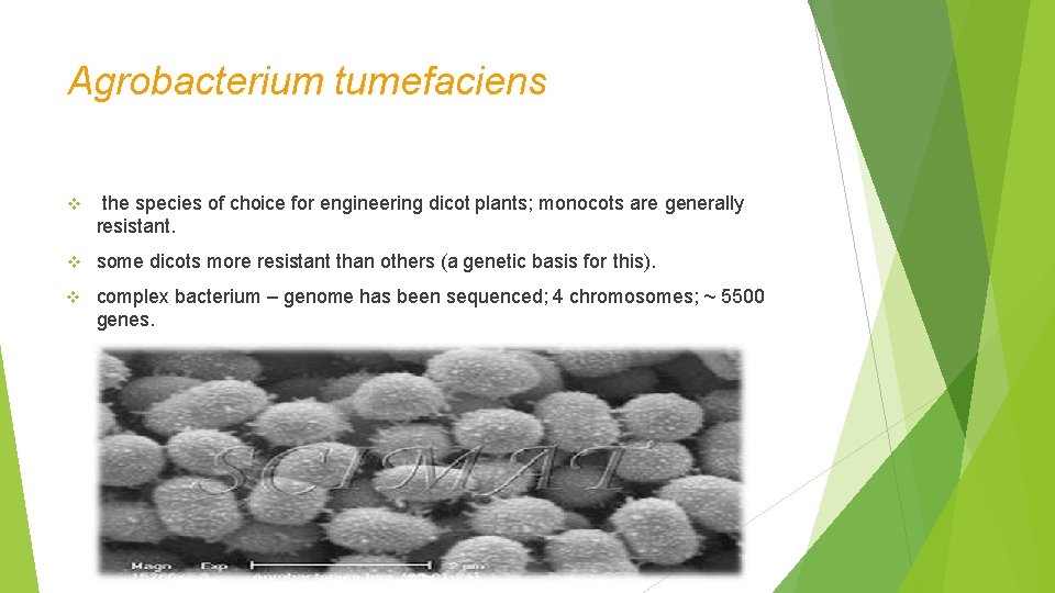 Agrobacterium tumefaciens the species of choice for engineering dicot plants; monocots are generally resistant.