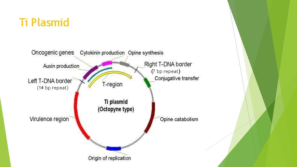 Ti Plasmid (7 bp repeat) (14 bp repeat) 