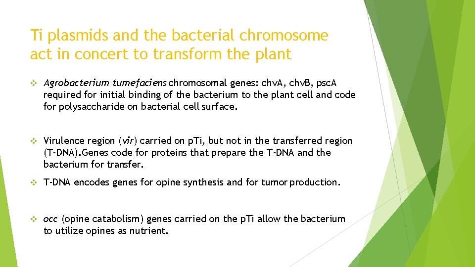 Ti plasmids and the bacterial chromosome act in concert to transform the plant Agrobacterium