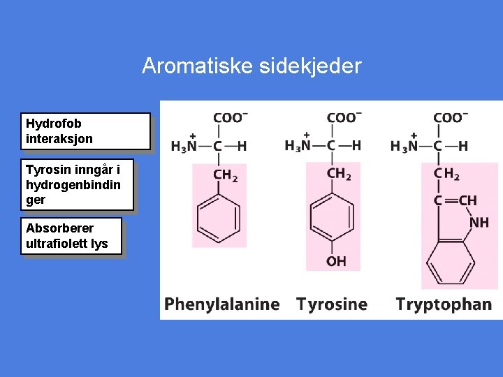 Aromatiske sidekjeder Hydrofob interaksjon Tyrosin inngår i hydrogenbindin ger Absorberer ultrafiolett lys 