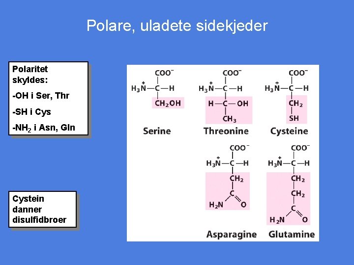 Polare, uladete sidekjeder Polaritet skyldes: -OH i Ser, Thr -SH i Cys -NH 2