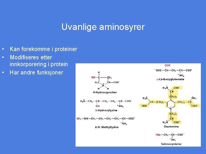 Uvanlige aminosyrer • Kan forekomme i proteiner • Modifiseres etter innkorporering i protein •