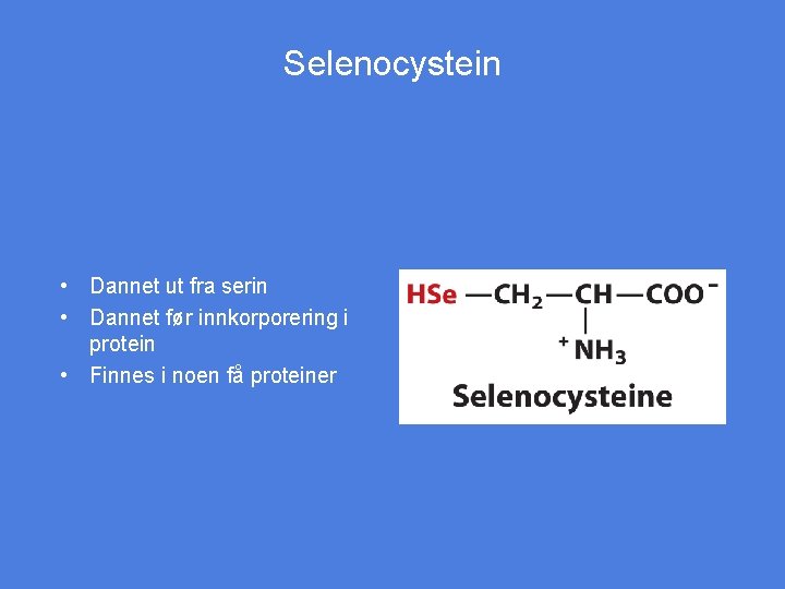 Selenocystein • Dannet ut fra serin • Dannet før innkorporering i protein • Finnes