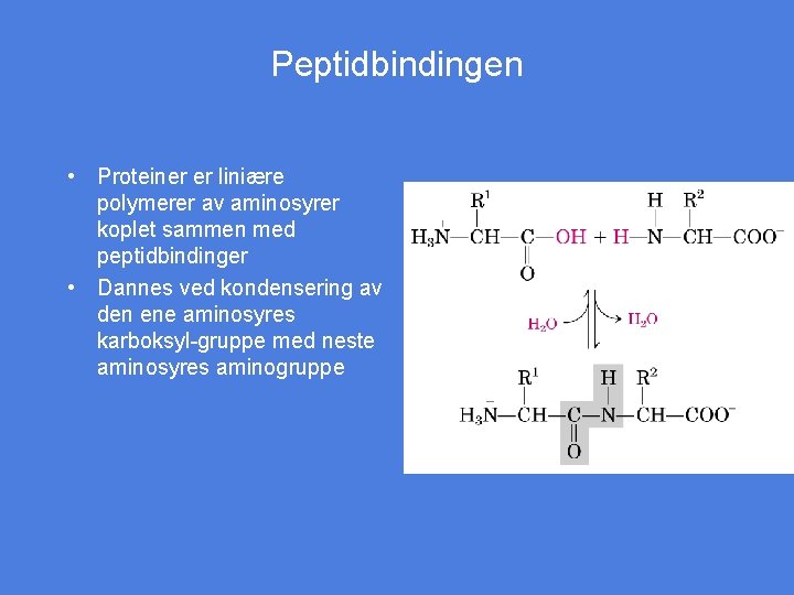 Peptidbindingen • Proteiner er liniære polymerer av aminosyrer koplet sammen med peptidbindinger • Dannes