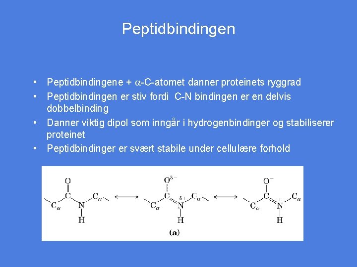 Peptidbindingen • Peptidbindingene + a-C-atomet danner proteinets ryggrad • Peptidbindingen er stiv fordi C-N