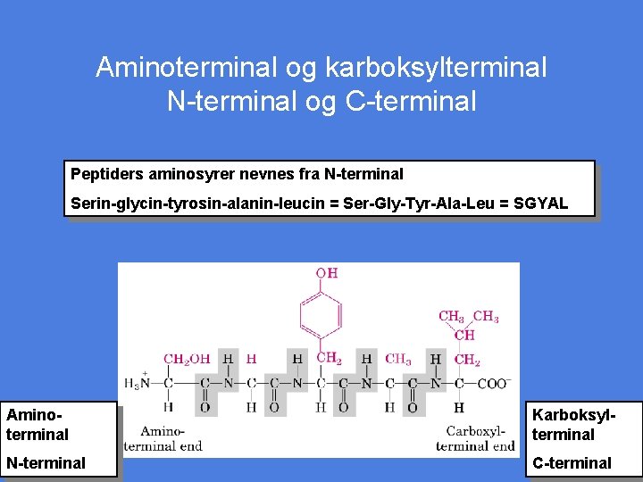 Aminoterminal og karboksylterminal N-terminal og C-terminal Peptiders aminosyrer nevnes fra N-terminal Serin-glycin-tyrosin-alanin-leucin = Ser-Gly-Tyr-Ala-Leu