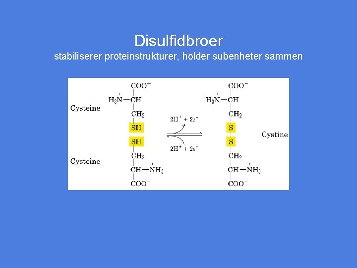 Disulfidbroer stabiliserer proteinstrukturer, holder subenheter sammen Figur 5 -7 