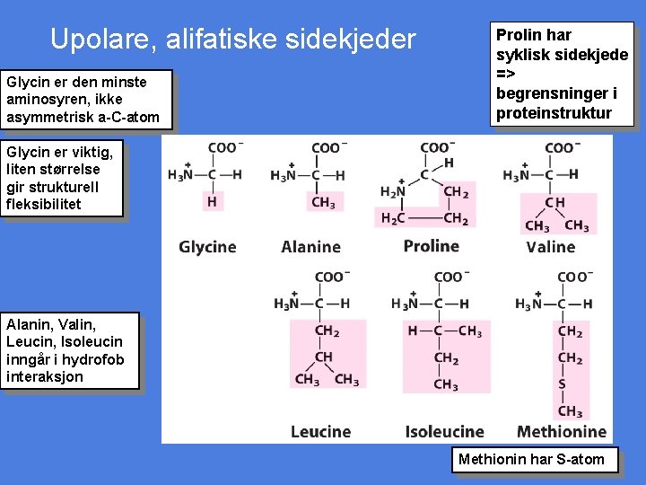 Upolare, alifatiske sidekjeder Glycin er den minste aminosyren, ikke asymmetrisk a-C-atom Prolin har syklisk