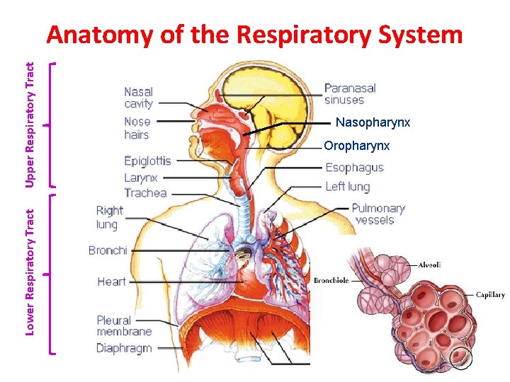 Lower Respiratory Tract Upper Respiratory Tract Anatomy of the Respiratory System Nasopharynx Oropharynx 