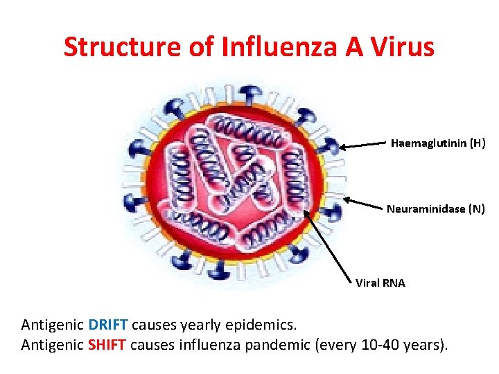 Structure of Influenza A Virus Haemaglutinin (H) Neuraminidase (N) Viral RNA Antigenic DRIFT causes