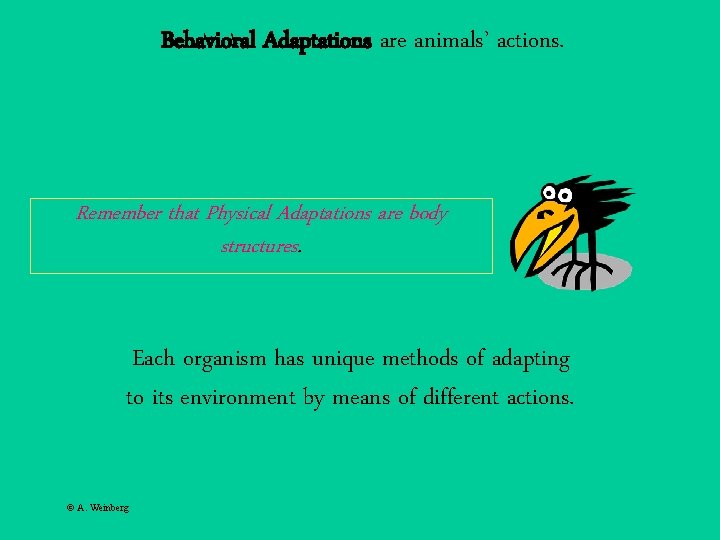 Behavioral Adaptations are animals’ actions. Remember that Physical Adaptations are body structures. Each organism