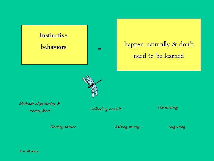 Instinctive behaviors Methods of gathering & storing food Finding shelter © A. Weinberg happen