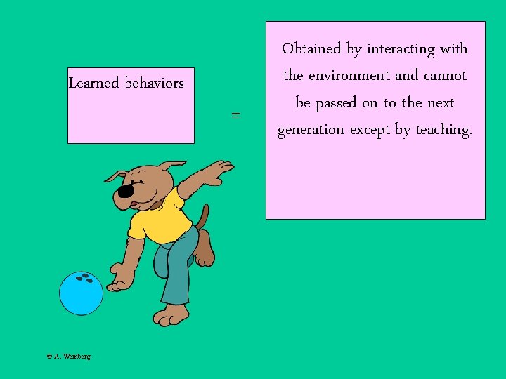 Learned behaviors © A. Weinberg = Obtained by interacting with the environment and cannot