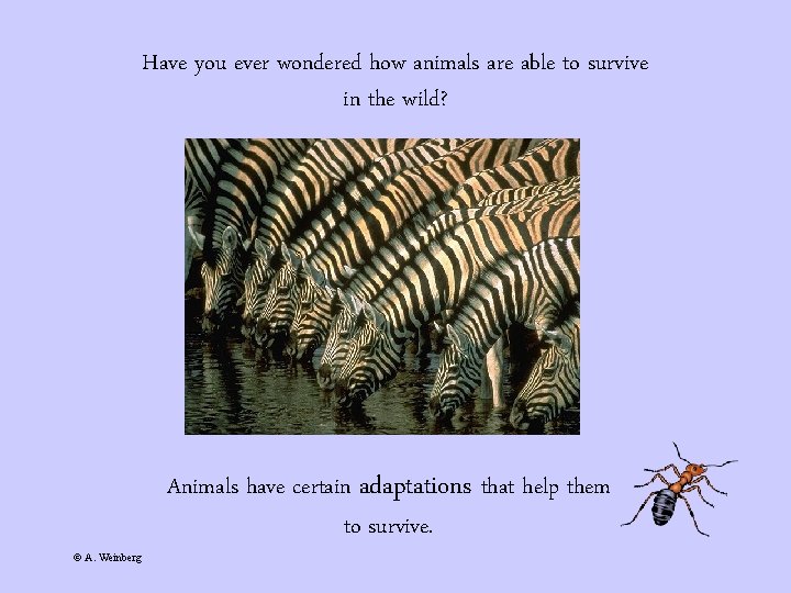 Have you ever wondered how animals are able to survive in the wild? ©