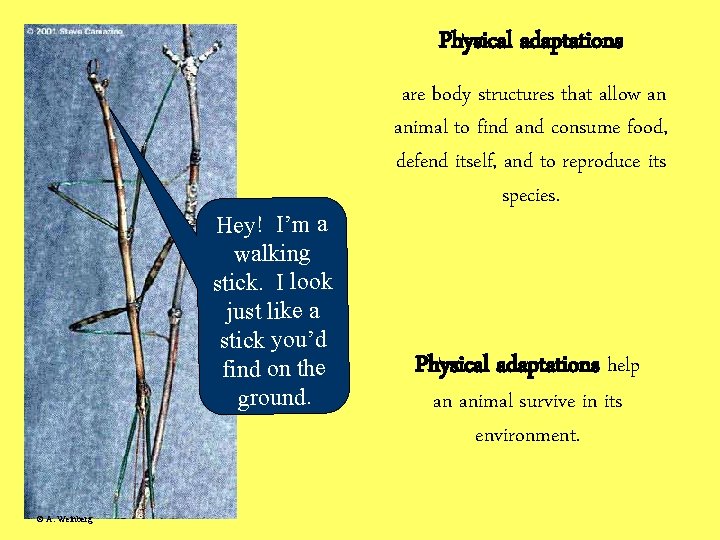 Physical adaptations Hey! I’m a walking stick. I look just like a stick you’d