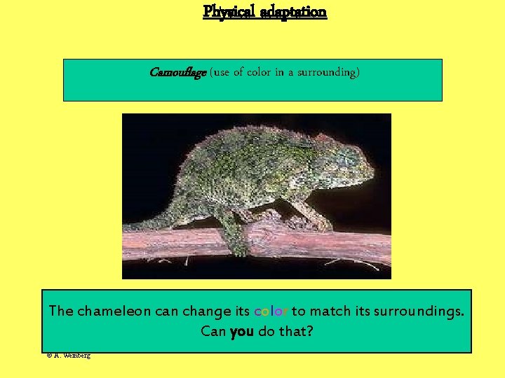 Physical adaptation Camouflage (use of color in a surrounding) The chameleon can change its