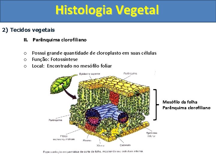 Histologia Vegetal 2) Tecidos vegetais II. Parênquima clorofiliano o Possui grande quantidade de cloroplasto
