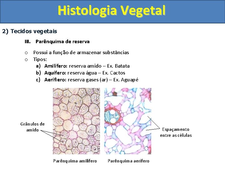 Histologia Vegetal 2) Tecidos vegetais III. Parênquima de reserva o Possui a função de