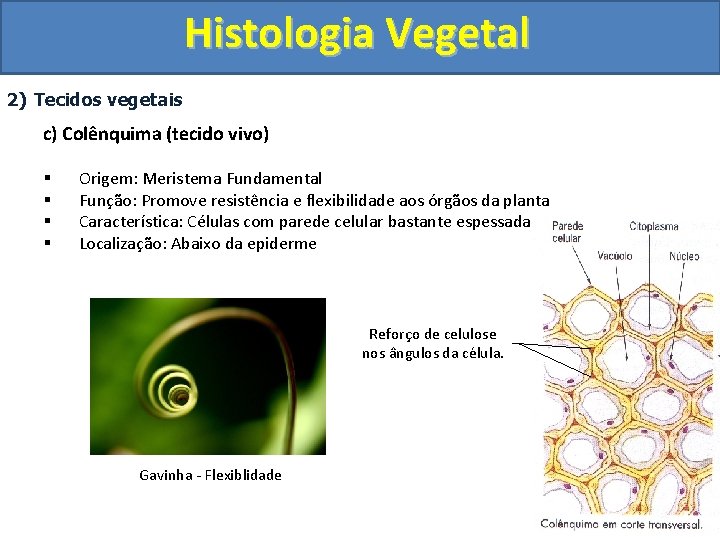 Histologia Vegetal 2) Tecidos vegetais c) Colênquima (tecido vivo) § § Origem: Meristema Fundamental