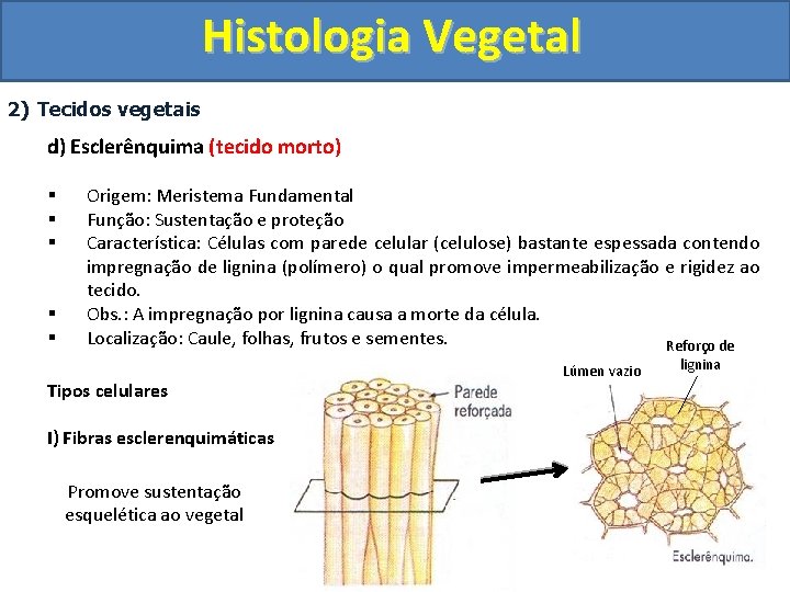 Histologia Vegetal 2) Tecidos vegetais d) Esclerênquima (tecido morto) § § § Origem: Meristema