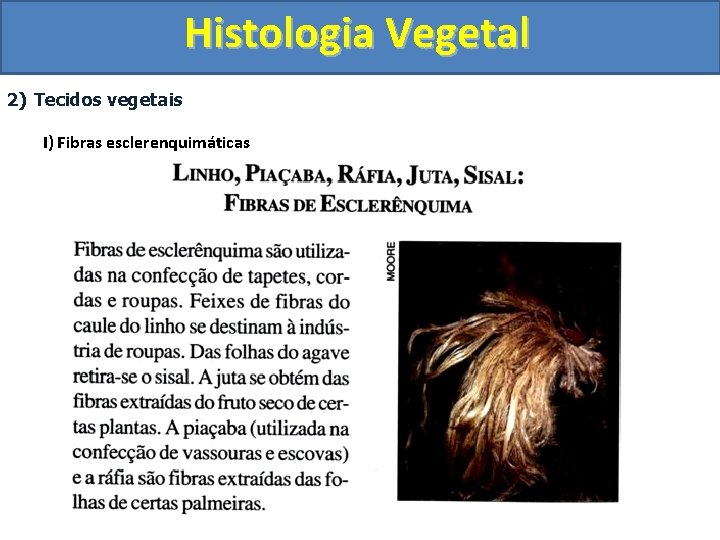 Histologia Vegetal 2) Tecidos vegetais I) Fibras esclerenquimáticas 