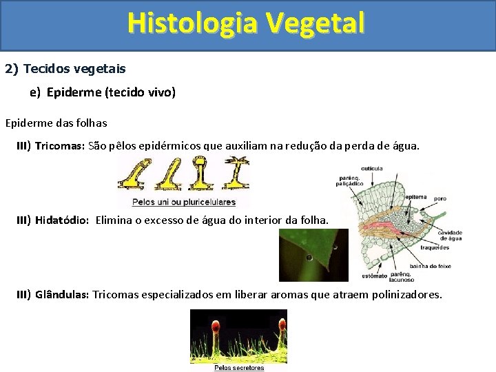 Histologia Vegetal 2) Tecidos vegetais e) Epiderme (tecido vivo) Epiderme das folhas III) Tricomas: