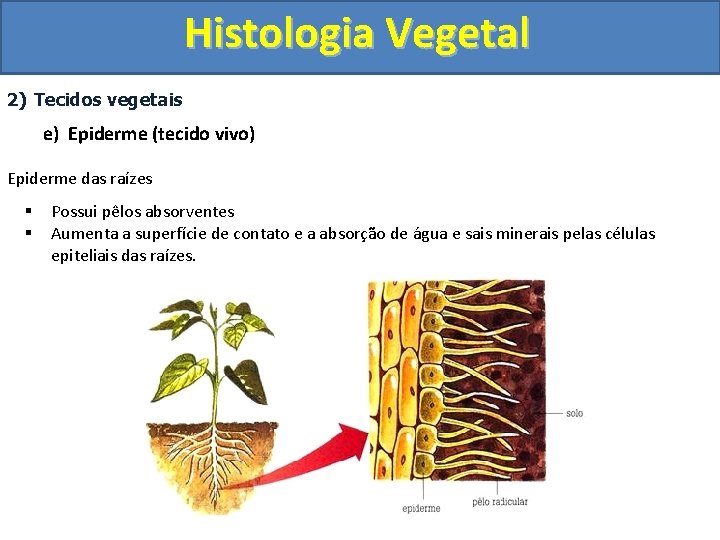 Histologia Vegetal 2) Tecidos vegetais e) Epiderme (tecido vivo) Epiderme das raízes § §