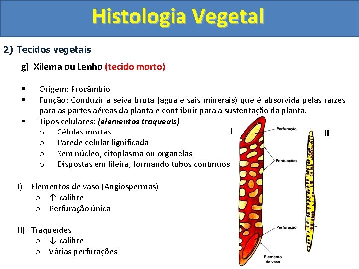 Histologia Vegetal 2) Tecidos vegetais g) Xilema ou Lenho (tecido morto) § § §