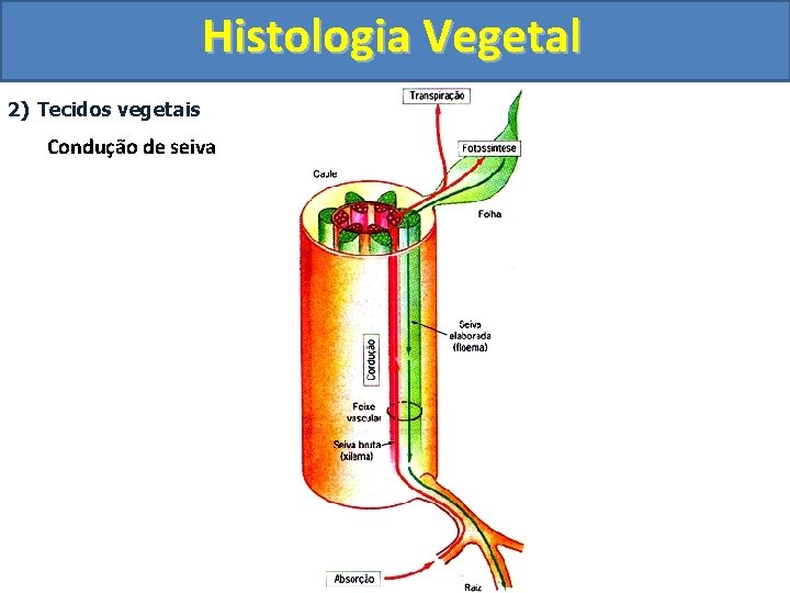 Histologia Vegetal 2) Tecidos vegetais Condução de seiva 