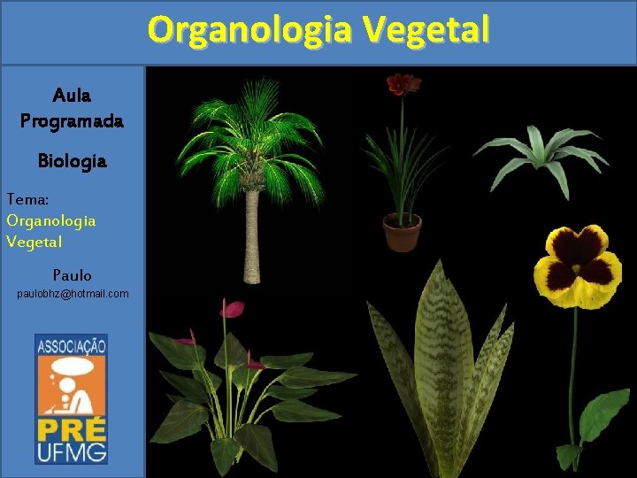 Organologia Vegetal Aula Programada Biologia Tema: Organologia Vegetal Paulo paulobhz@hotmail. com 